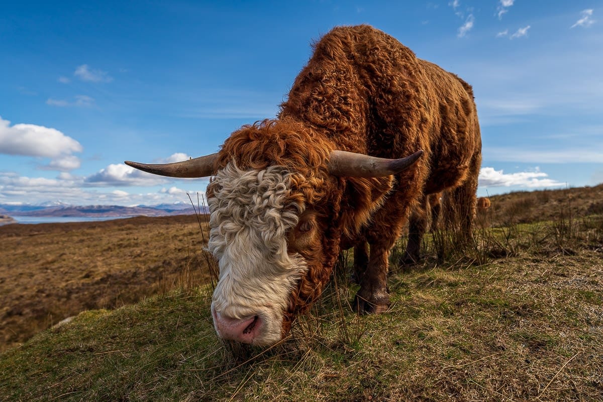 Highland Cow in Isle of Skye, available on Etsy - Scotland Road Trip Itinerary