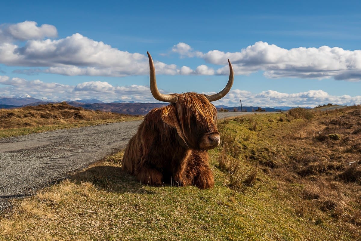 Highland Cow near Elgol, available on Etsy - Scotland Road Trip Itinerary