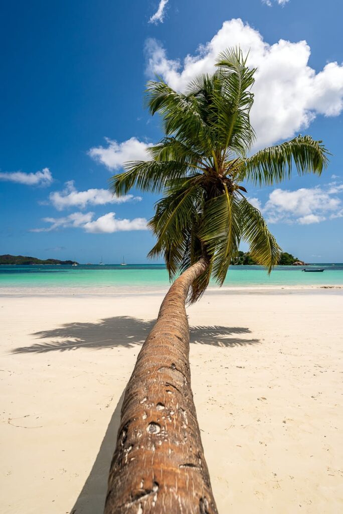 Leaning Palm Tree at the Cote d'Or Beach, Praslin on an Island Hopping Seychelles Itinerary